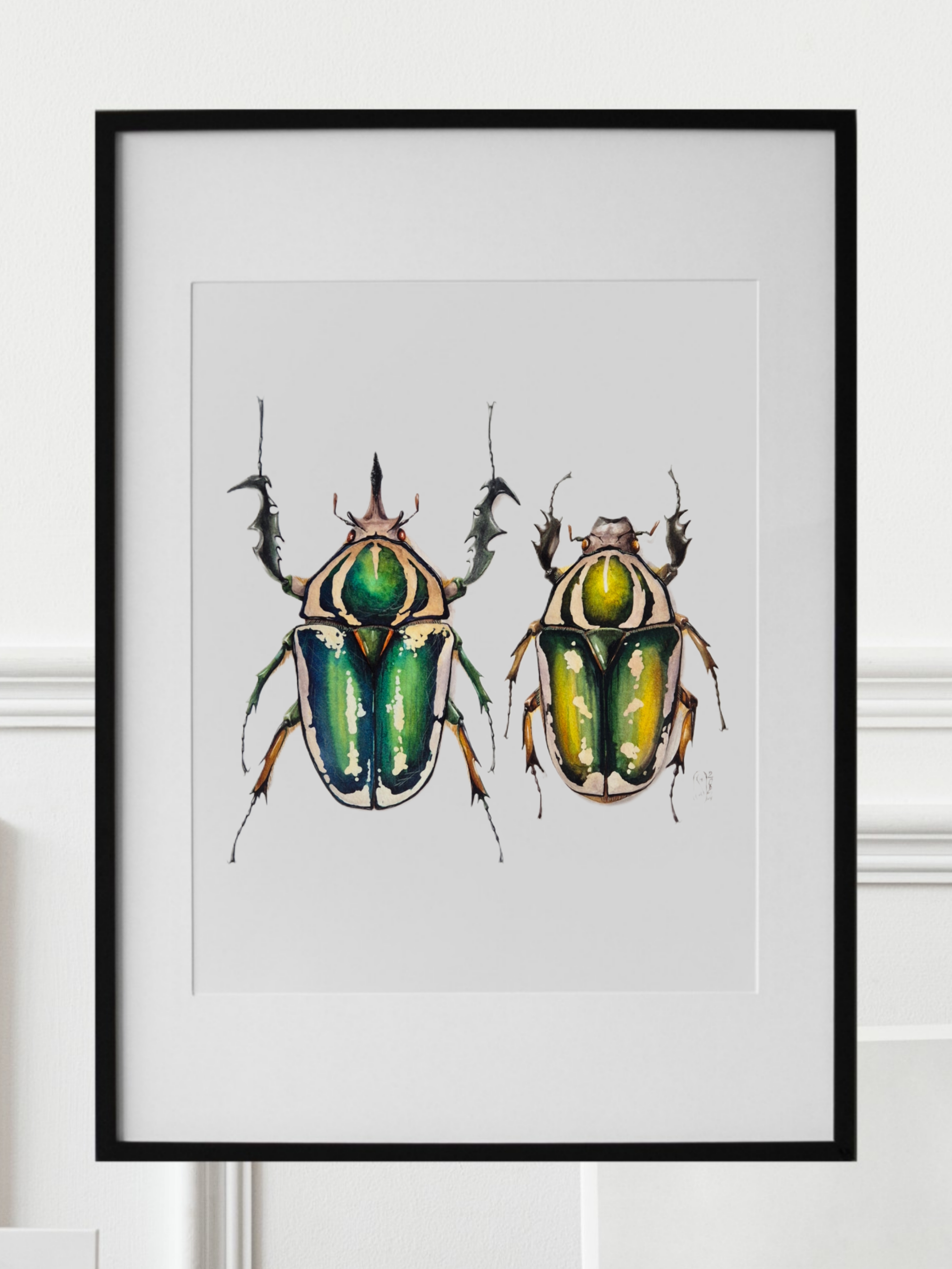 MECYNORHINA TORQUATA пара